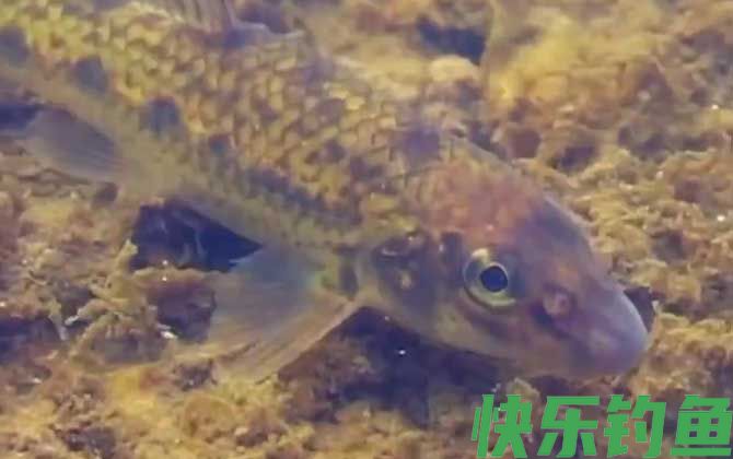 船丁鱼