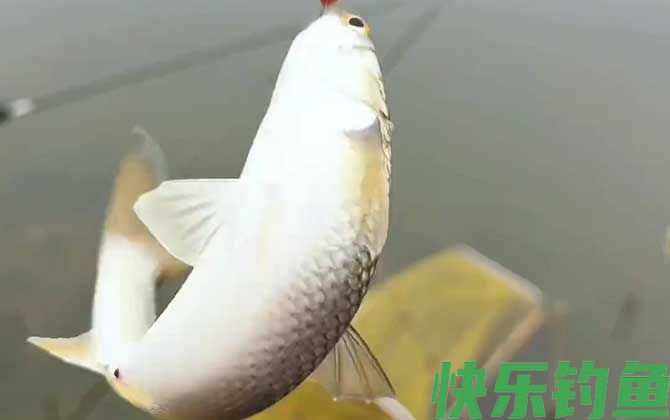 钓鲻鱼