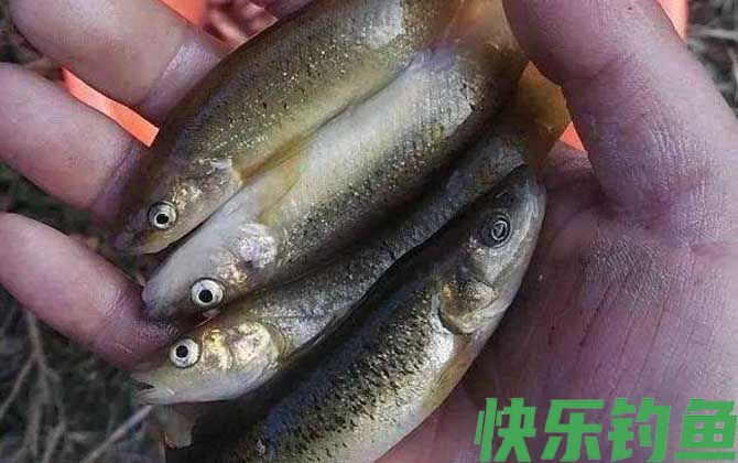 柳根鱼