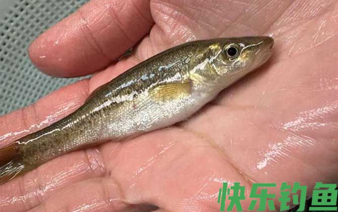 柳根鱼