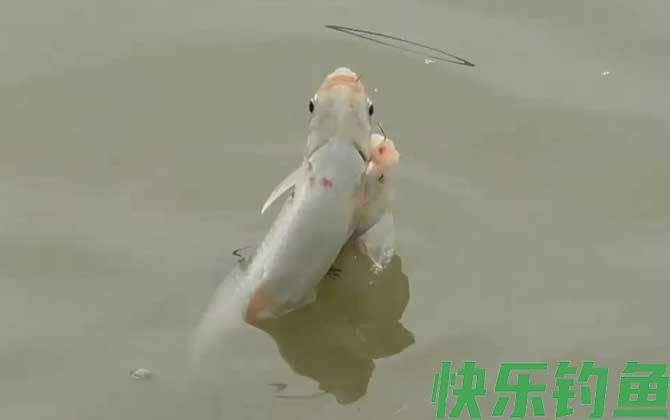 钓土鲮鱼
