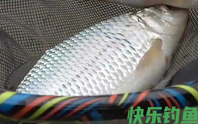 钓土鲮鱼