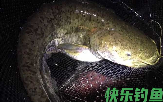 鲶鱼