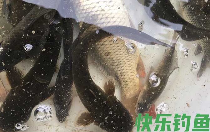 鲶鱼