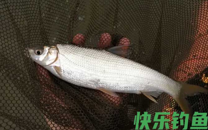 钓黄尾鱼