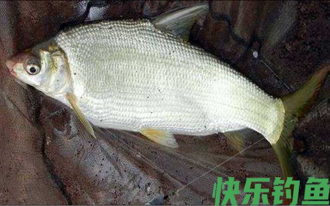 钓黄尾鱼