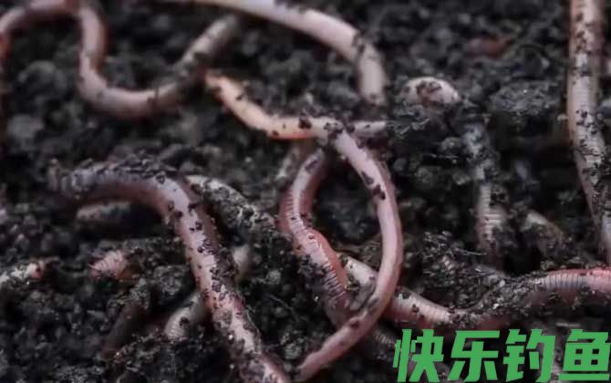 蚯蚓养殖