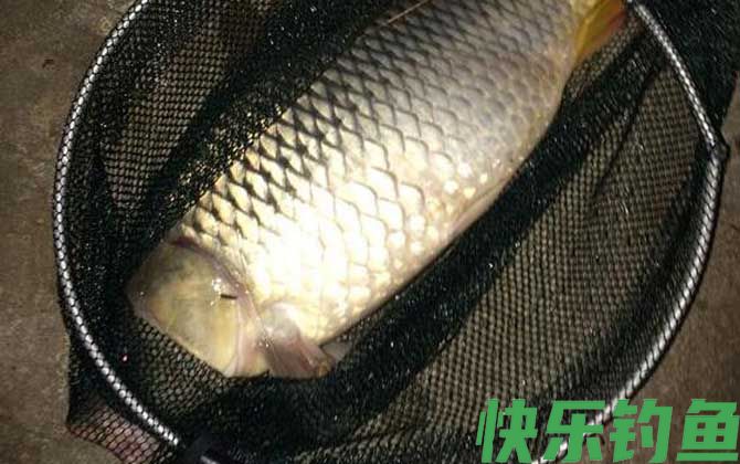 野钓鲤鱼