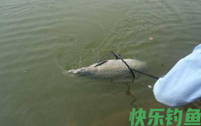 水库钓青鱼