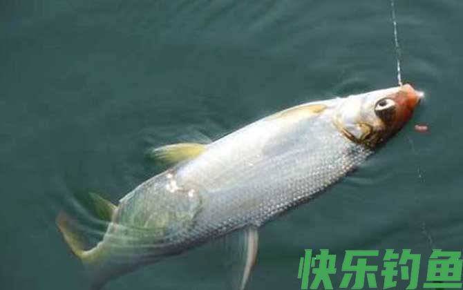 钓黄尾鱼