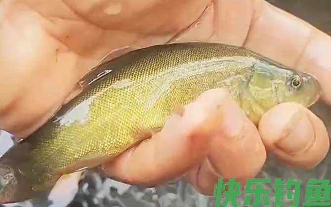 丁桂鱼用什么饵料钓最好？