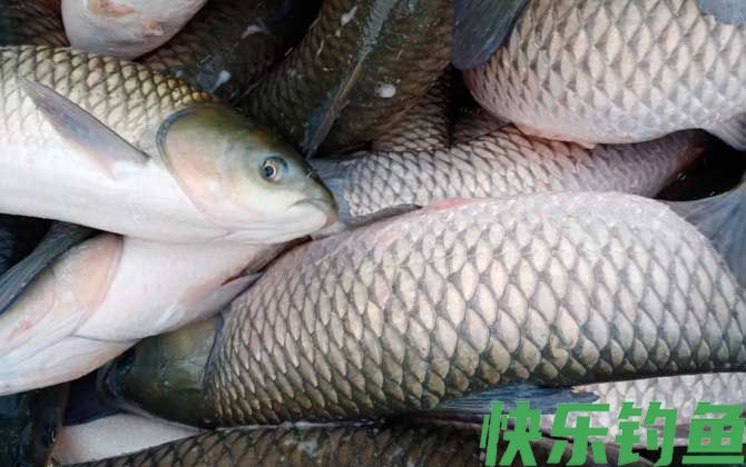 钓草鱼饵料配方大全