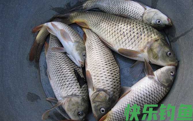 怎么样才能钓到大鱼?