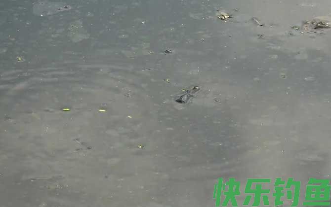 八月份下雨好钓鱼吗?