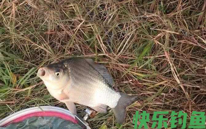 野钓技巧及方法全攻略