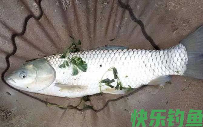 草鱼不开口有什么办法？