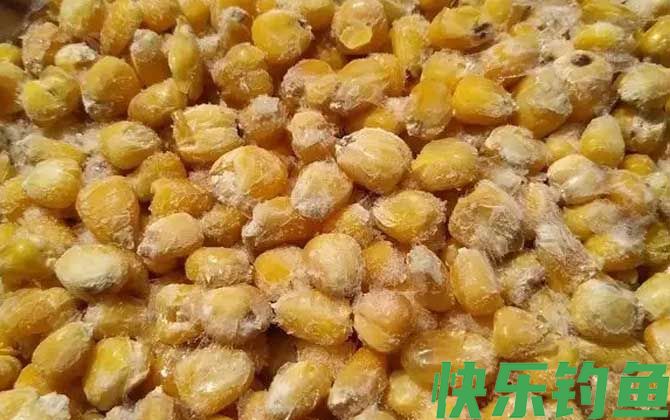 玉米钓鱼多久换一次饵？