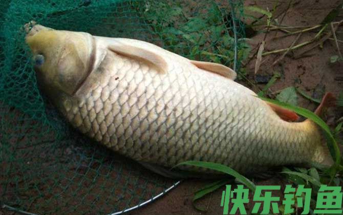 钓鲤鱼怎么选钓位?