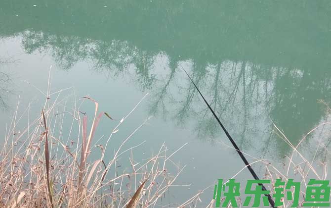 鲫鱼