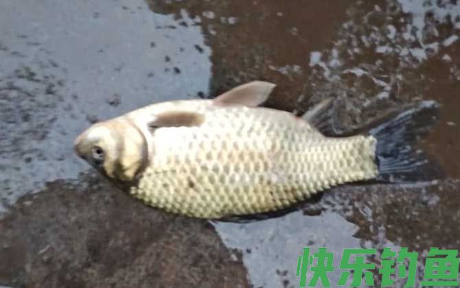 鲫鱼