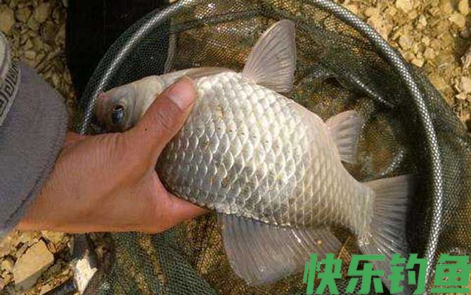 鲫鱼
