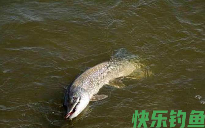 狗鱼