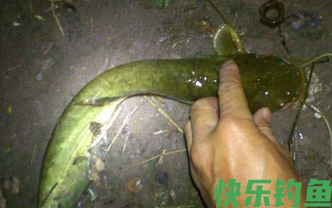 塘角鱼