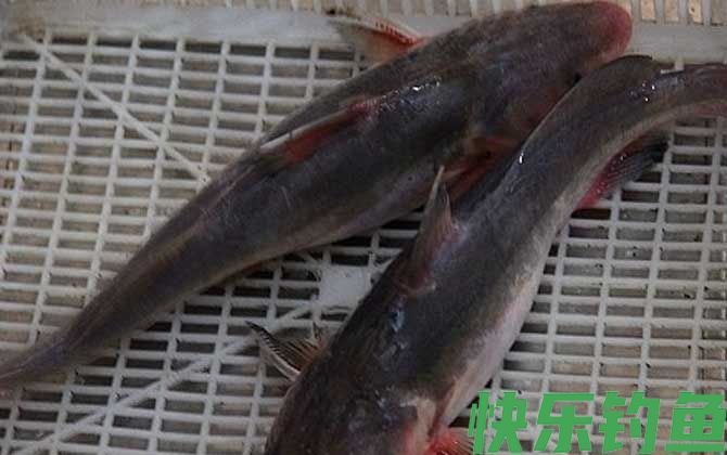 江团