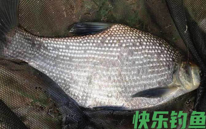 钓鳊鱼