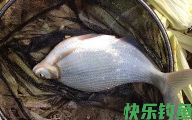 钓鳊鱼