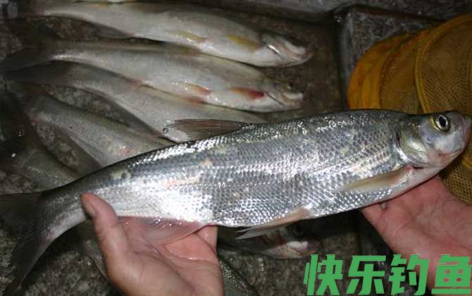 翘嘴