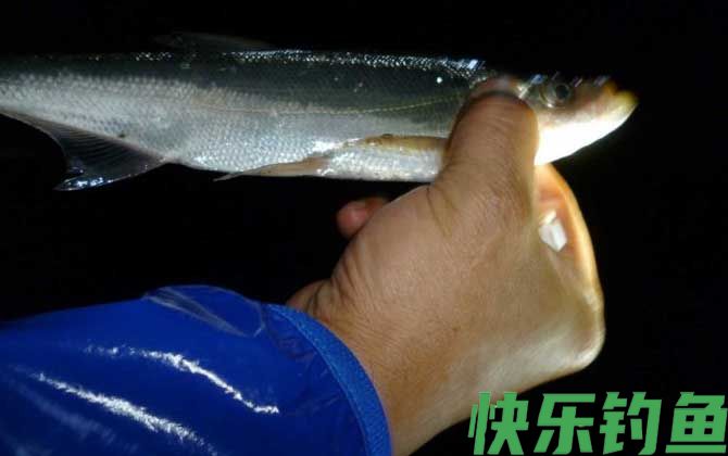 翘嘴