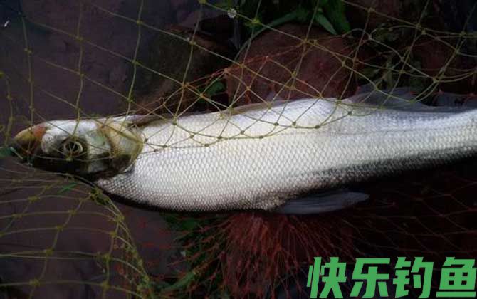 翘嘴