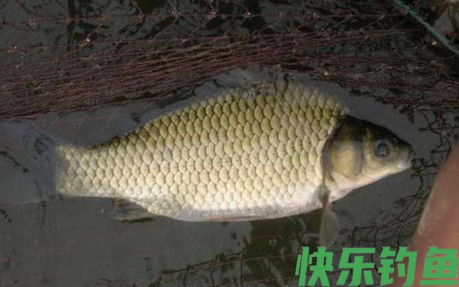 鲫鱼