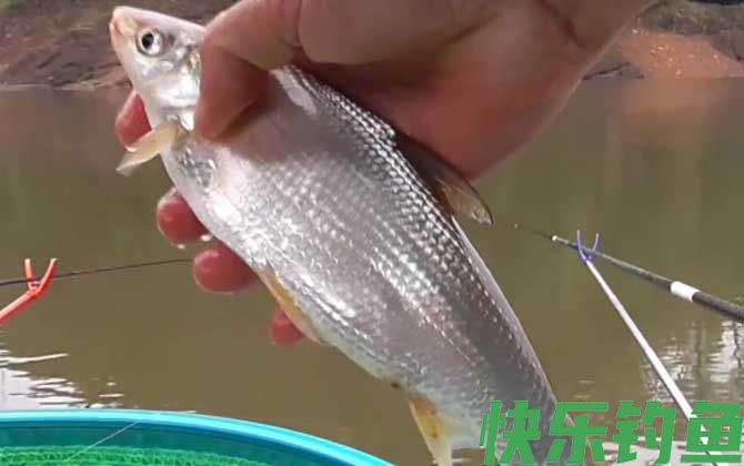 鲴鱼
