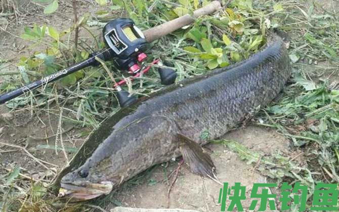 钓黑鱼