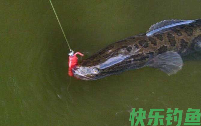 钓黑鱼