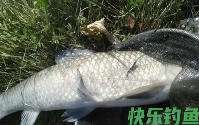 青鱼