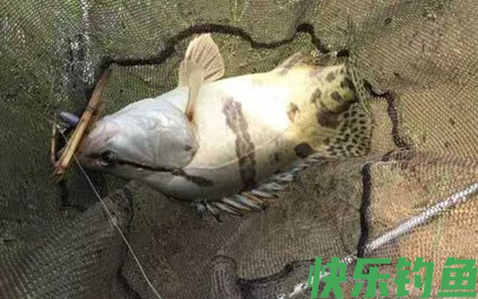 鳜鱼