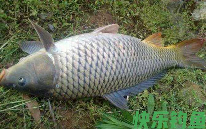 钓鲤鱼