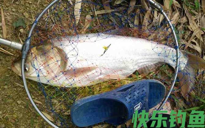 秋天钓鲢鳙钓多深？