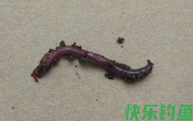 蚯蚓价格多少钱一斤？