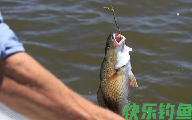 钓海鲈鱼的方法和技巧