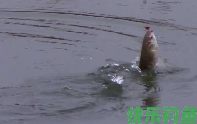 冬季钓鱼气压多少适合？