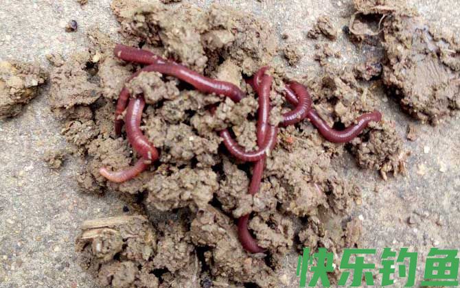 蚯蚓钓鱼