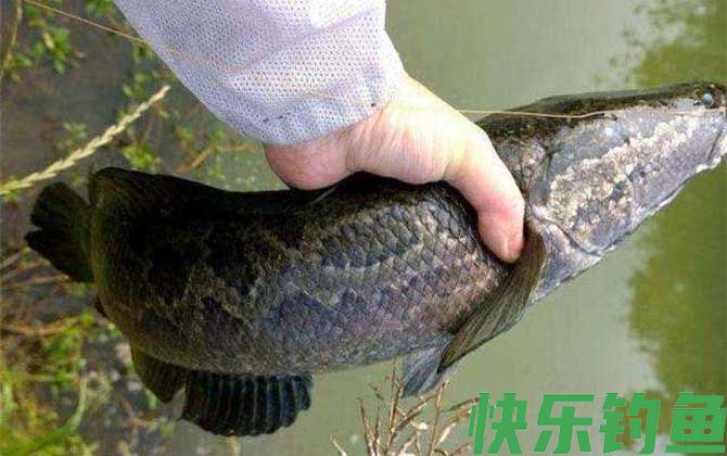 路亚黑鱼