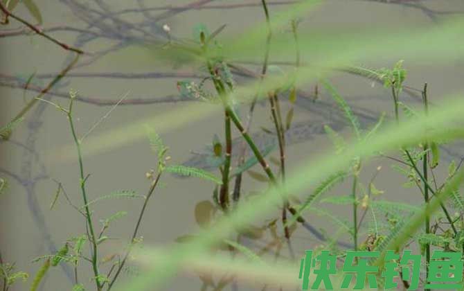 黑鱼