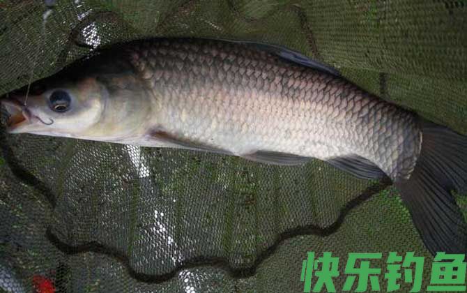 钓青鱼