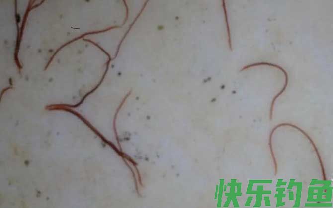 红线虫
