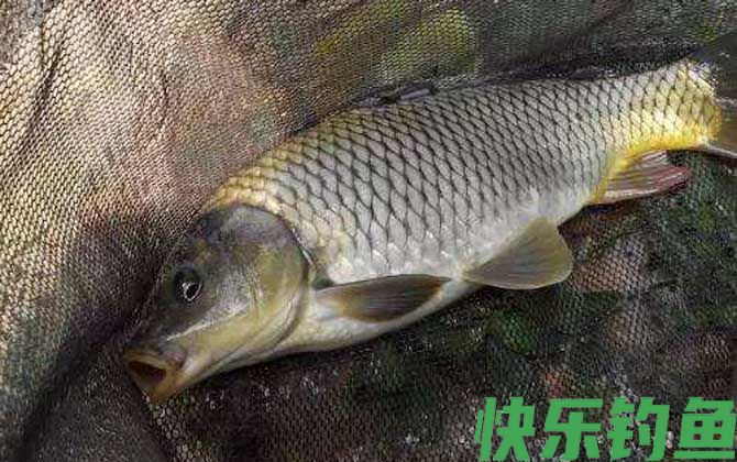 野钓鲤鱼